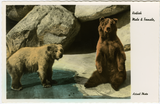 Male and female Kodiak bears, San Diego Zoo