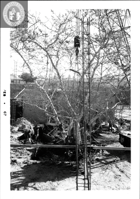 Sycamore tree lowered into place, Aztec Center, 1967