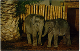 Two baby elephants at the San Diego Zoo
