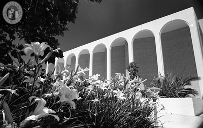 Lilies and the arches of the Don Powell Theatre