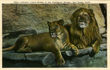 A lion and lioness lie together at San Diego Zoo