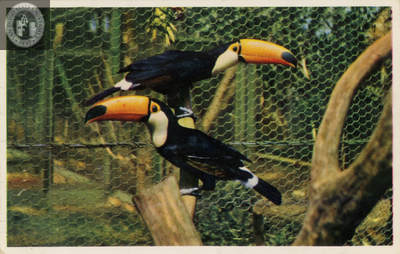 Two toco toucans perch at the San Diego Zoo