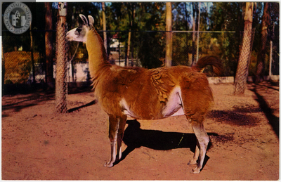 A llama in its pen at the San Diego Zoo