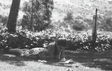 A student studies on a lawn