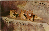 Two lionesses and a lion at the San Diego Zoo