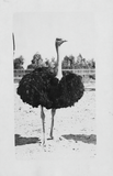An ostrich faces the camera