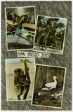 Promotional postcard from the San Diego Zoo