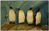 Four king penguins in a row at the San Diego Zoo