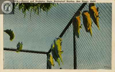 Parrots climbing in a bird cage, San Diego Zoo