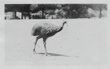 Emu walking, probably at San Diego Zoo