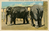 Two elephants walk at the San Diego Zoo