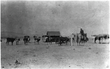 Herding in Coyote Wells