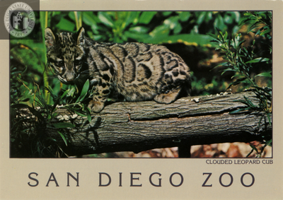 A clouded leopard cub at the San Diego Zoo