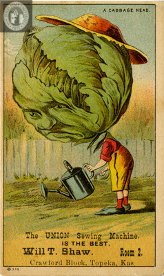 A Cabbage Head