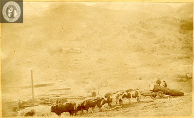 Oxen hauling a big log