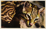 An ocelot in closeup at the San Diego Zoo
