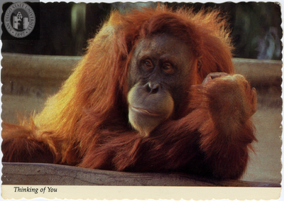 An orangutan at the San Diego Zoo