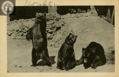 Three grizzly bears at the San Diego Zoo