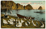 Seagulls, Avalon Beach, Catalina Island