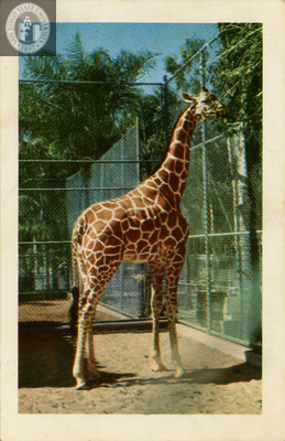 Reticulated giraffe at the San Diego Zoo