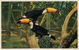 Two toco toucans perch at the San Diego Zoo