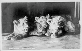 Three lion cubs at San Diego Zoo