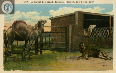Three Arabian camels at the San Diego Zoo