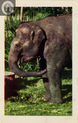 A mature Indian elephant at the San Diego Zoo