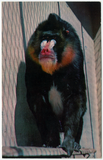Male mandrill at the San Diego Zoo