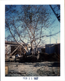 Transplanting sycamore tree, Aztec Center, 1967