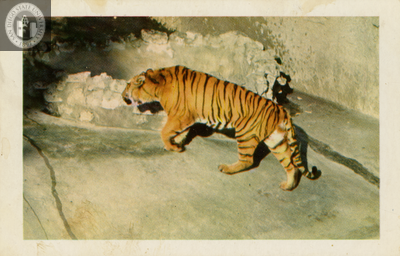 A Sumatran tiger at the San Diego Zoo