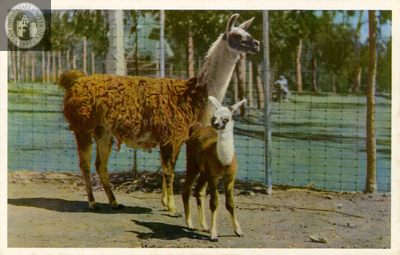 Llama dam and cria (young) at San Diego Zoo