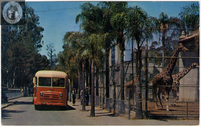 Tour bus at the giraffe cage in the San Diego Zoo