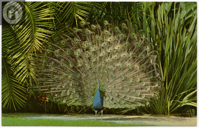 Indian peacock displays plumage, San Diego Zoo