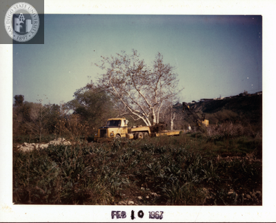 Moving sycamore tree to Aztec Center, 1967