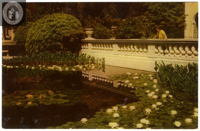 Lily Pond, Balboa Park, San Diego, California