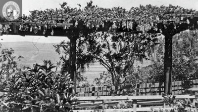 Arbor in Mission Cliffs Garden, 1917