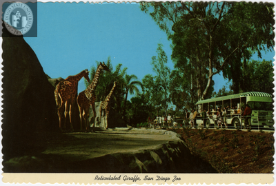 San Diego Zoo tour bus stops at giraffe exhibit