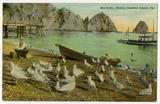 Seagulls, Avalon, Catalina Island, 1910