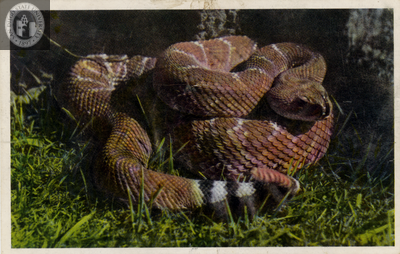 Coiled red diamond rattlesnake, the San Diego Zoo