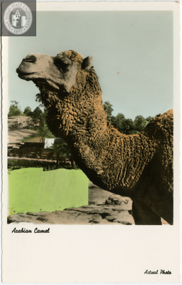 Head and neck of Arabian camel