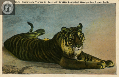 Female Sumatran tiger in San Diego Zoo