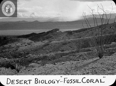Desert biology - "Fossil Coral" 1935