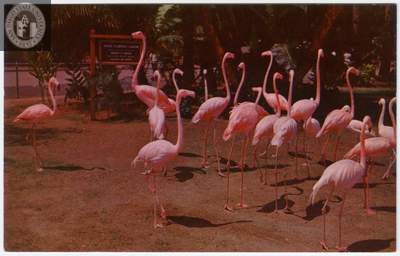 A colony of flamingos at the San Diego Zoo