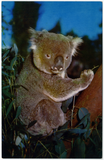 A koala in a eucalyptus tree, San Diego Zoo