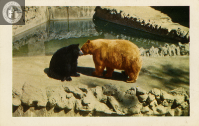 American Black and Cinnamon Bears at San Diego Zoo