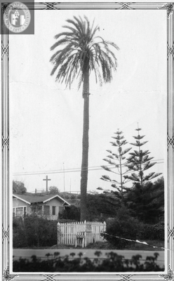 "First palm tree in California"