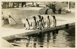 A colony of penguins at the San Diego Zoo