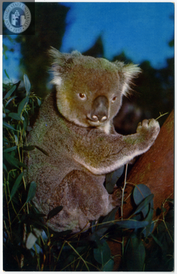 A koala in a eucalyptus tree, San Diego Zoo
