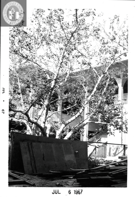 Sycamore tree, Aztec Center construction site, 1967
